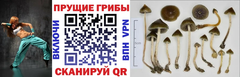 Псилоцибиновые грибы прущие грибы  Тимашёвск 